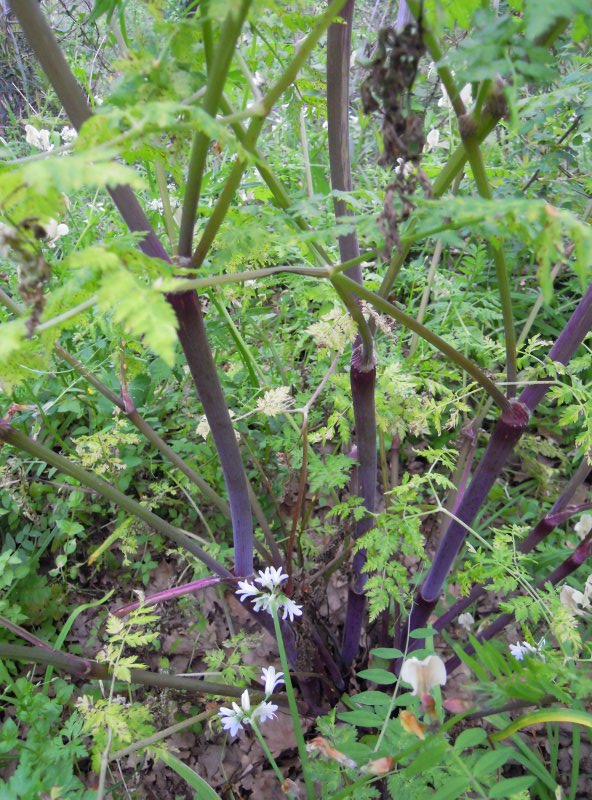 Anthriscus nemorosa / Cerfoglio meridionale